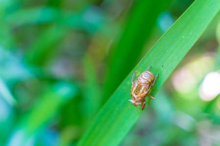 Cicada shells and green nature taken in summer in Japan
