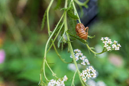 Cicada shells and green nature taken in summer in Japan