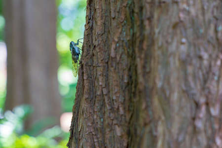 Cicada shells and green nature taken in summer in Japan