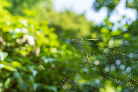 Spiders and spider webs taken in the forest in the summer of Japanの写真素材