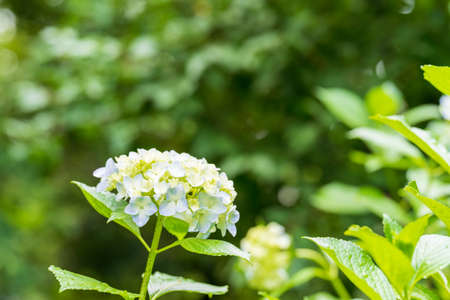 Hydrangea taken in the forest in summer in Japan