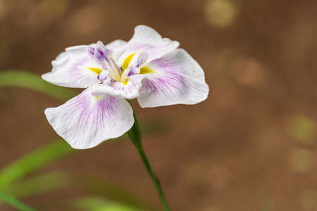 Iris ensata var. Ensata taken in the forest in summer in Japan
