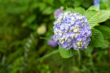Hydrangea taken in the forest in summer in Japan
