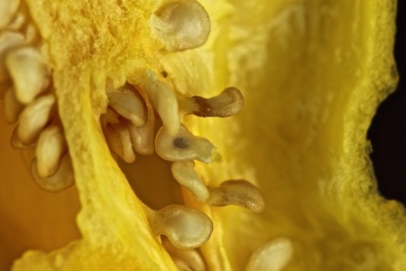 Yellow habanero chiliの写真素材