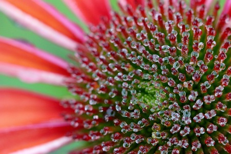 echinacea large flowerの写真素材