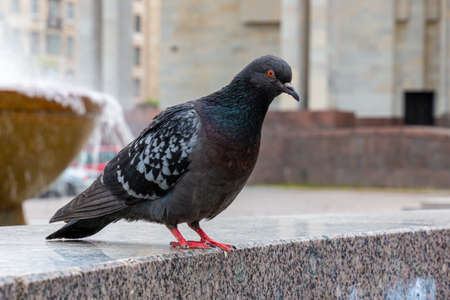 pigeon sitting on the stoneの写真素材
