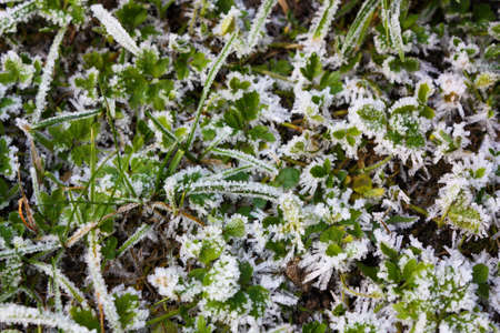 green grass in the snowの写真素材
