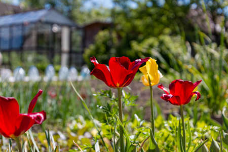 red and yellow flowers in a gardenの写真素材