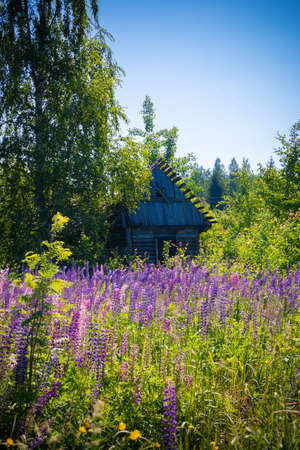 abandoned house in the forestの写真素材