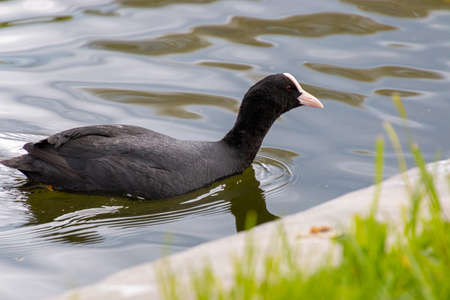 black duck swims on waterの写真素材
