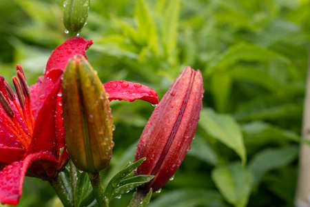 red lily with water dropsの写真素材
