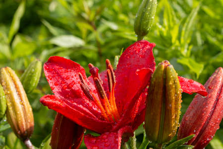 red lily with water dropsの写真素材