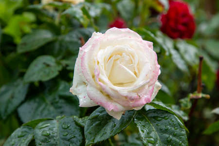 pink-white rose with water dropsの写真素材