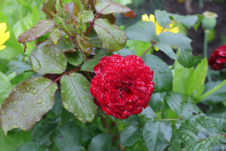 red rose bush in a gardenの写真素材