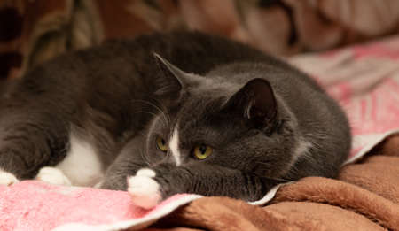 cat is lying and watching someoneの写真素材