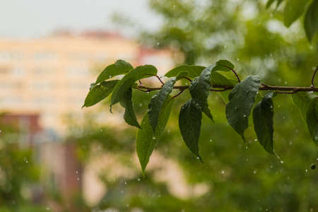 green leaves and it is rainingの写真素材