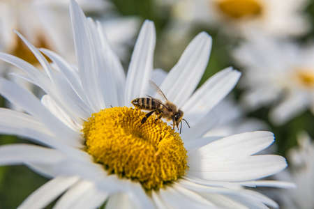 bee on a flower and collects pollenの写真素材
