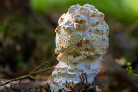 mushroom in the green forestの写真素材