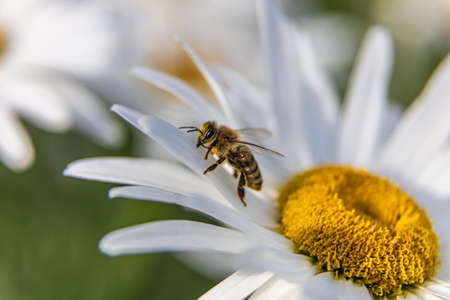 bee on a flower and collects pollenの写真素材