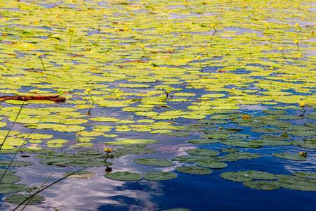 water lily leaves on the water, summerの写真素材