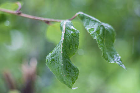 water flows down from green leaves after rainの写真素材