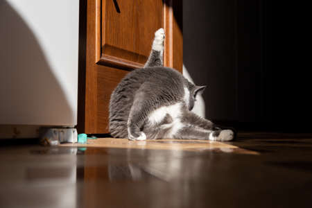 the cat washes its tail