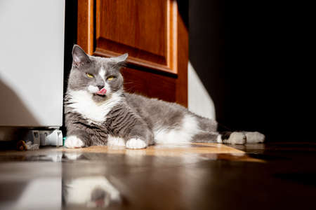 cat shows its pink tongueの写真素材