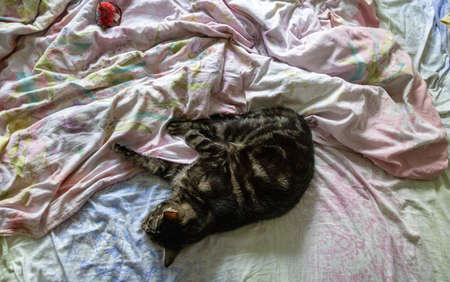 sleeping cat on the bad