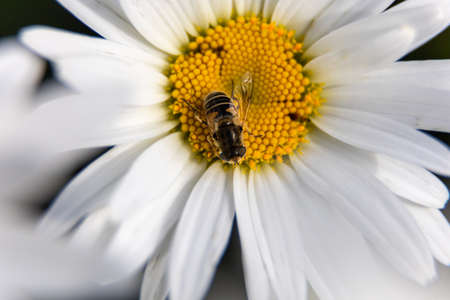 bee on a flower and collects pollen