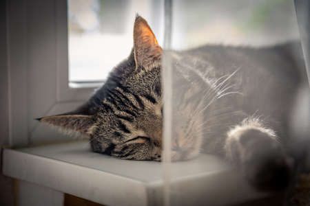 cat sleeps on the windowsの写真素材
