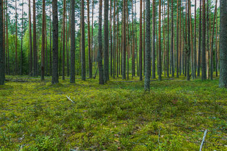 forest in the afternoon with green grass and treesの写真素材