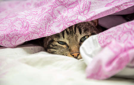 gray cat looking out from under the blanketの写真素材