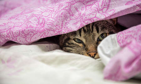 gray cat looking out from under the blanketの写真素材