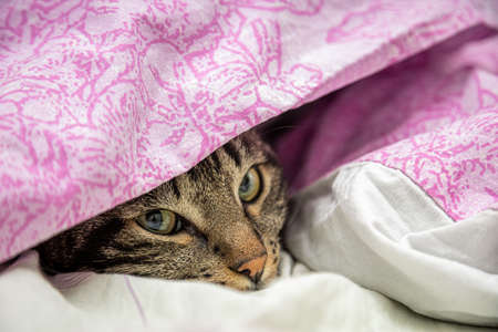 gray cat looking out from under the blanketの写真素材