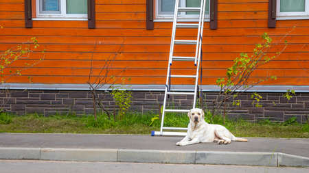 labrador lies on the asphalt near the stairs and the houseの写真素材