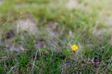 yellow flower stands alone on a green fieldの写真素材