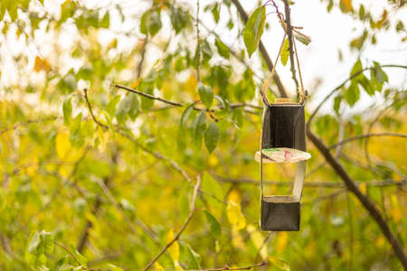 bird feeder hanging alone on a treeの写真素材