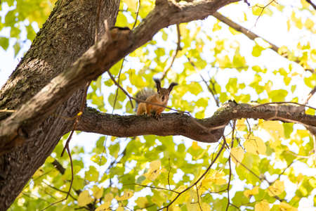 Squirrel sits on a branche of a tree and looks into the lens on the photographer
