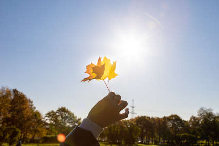 Yellow leaves on blue sky background. Golden autumn concept. Sunny day, warm weather.の写真素材