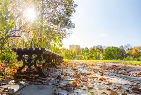 fallen leaves in the park on the background of benchesの写真素材