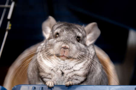 big fluffy gray chinchilla close up portraitの写真素材