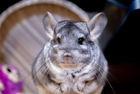 big fluffy gray chinchilla close up portraitの写真素材