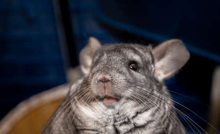 big fluffy gray chinchilla close up portraitの写真素材