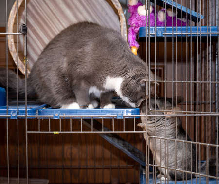 big fluffy gray chinchilla sits in a cage with a catの写真素材