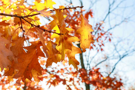 Red-yellow maple leaves against blue sky background with Sun. It is Autumnの写真素材