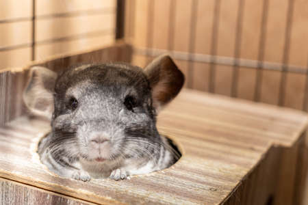 gray fluffy chinchilla pulled her head out of her house and looks at usの写真素材