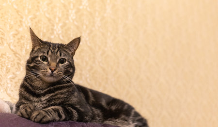 big gray striped cat lies on the back of the sofa on a background of yellow wallpaperの写真素材