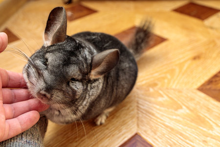 man`s hand touch big fluffy gray chinchilla. close-up portrait.の写真素材