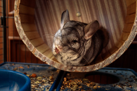 fluffy gray chinchilla sits in a wheel in its cageの写真素材