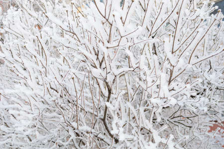 the bush is covered in snow